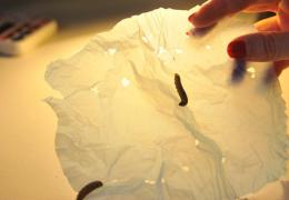Гусеницы восковой моли способны уничтожать пластиковые пакеты Что могут сделать гусеницы большой восковой моли